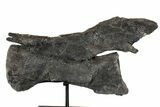Diplodocus Caudal Vertebra With Metal Stand - Colorado #77918-4